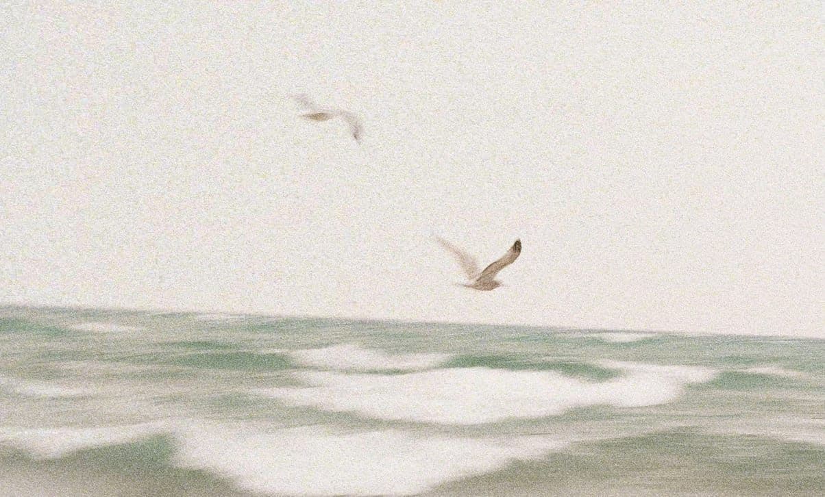 Fåglar som flyger över öppet hav.